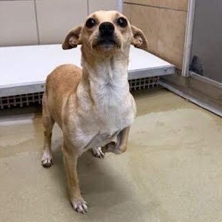 Iris, Adoptable, Adult Female Mixed Breed.