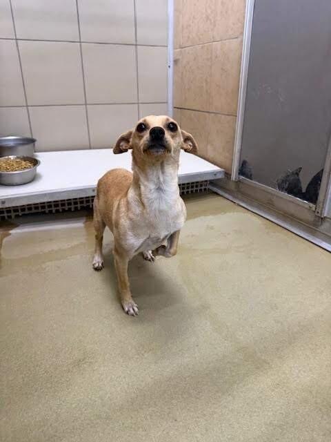 Enlarge Iris, a Adoptable Mixed Breed in Hobbs, NM image 5/6