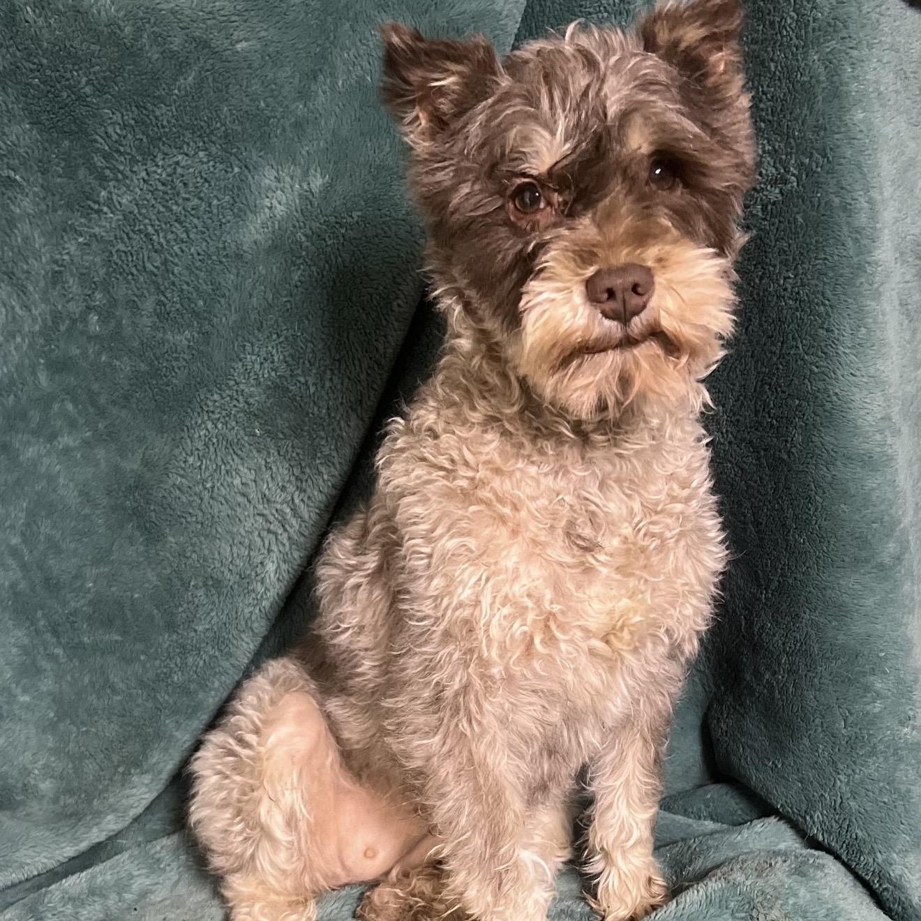 Pepper , adopted, Young Female Miniature Schnauzer.