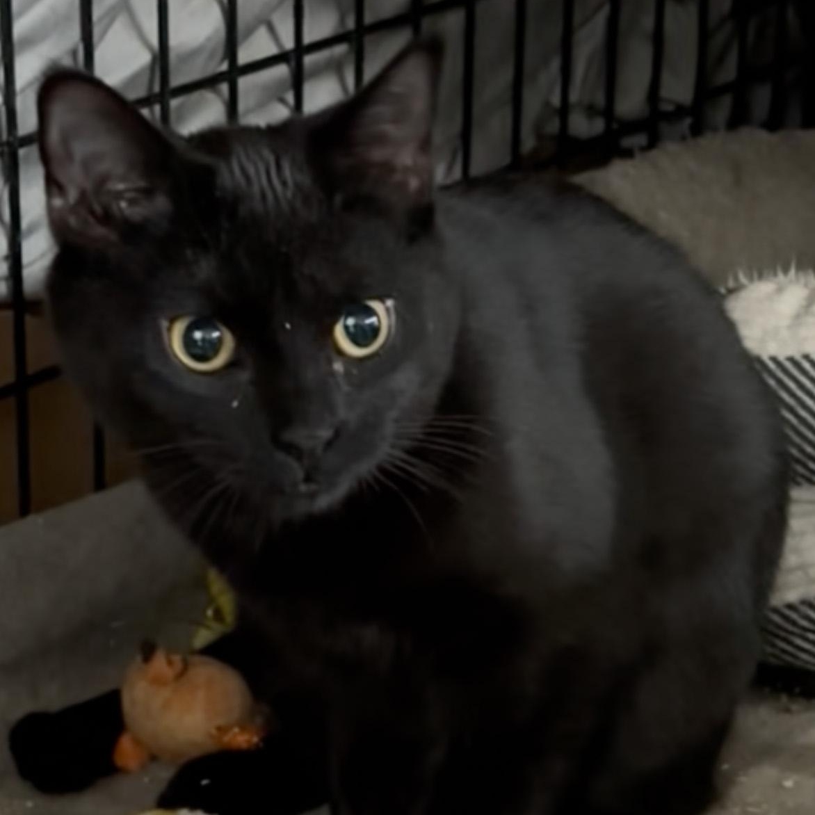 Enlarge Zeena, a ADOPTABLE Domestic Short Hair in Fair Haven, VT image 2/5