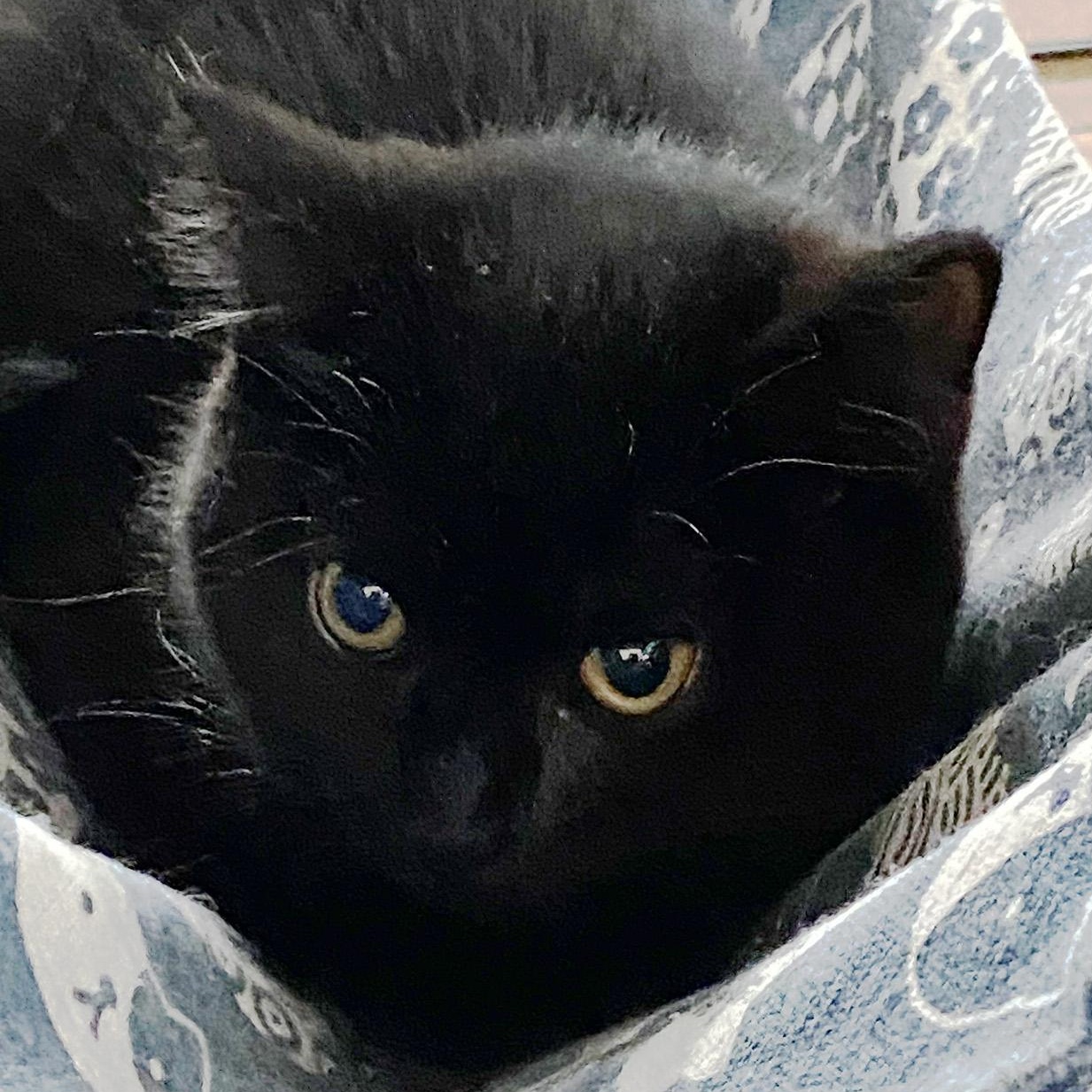 Enlarge Zeena, a ADOPTABLE Domestic Short Hair in Fair Haven, VT image 3/5