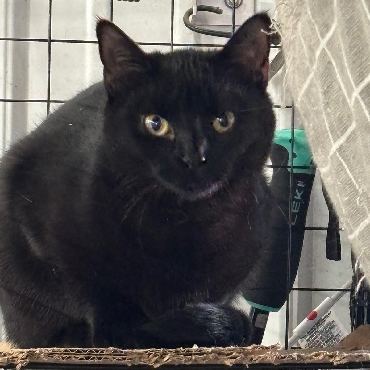 Zeena, adopted, Young Female Domestic Short Hair.