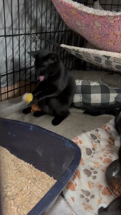 Enlarge Zeena, a ADOPTABLE Domestic Short Hair in Fair Haven, VT video 4/5