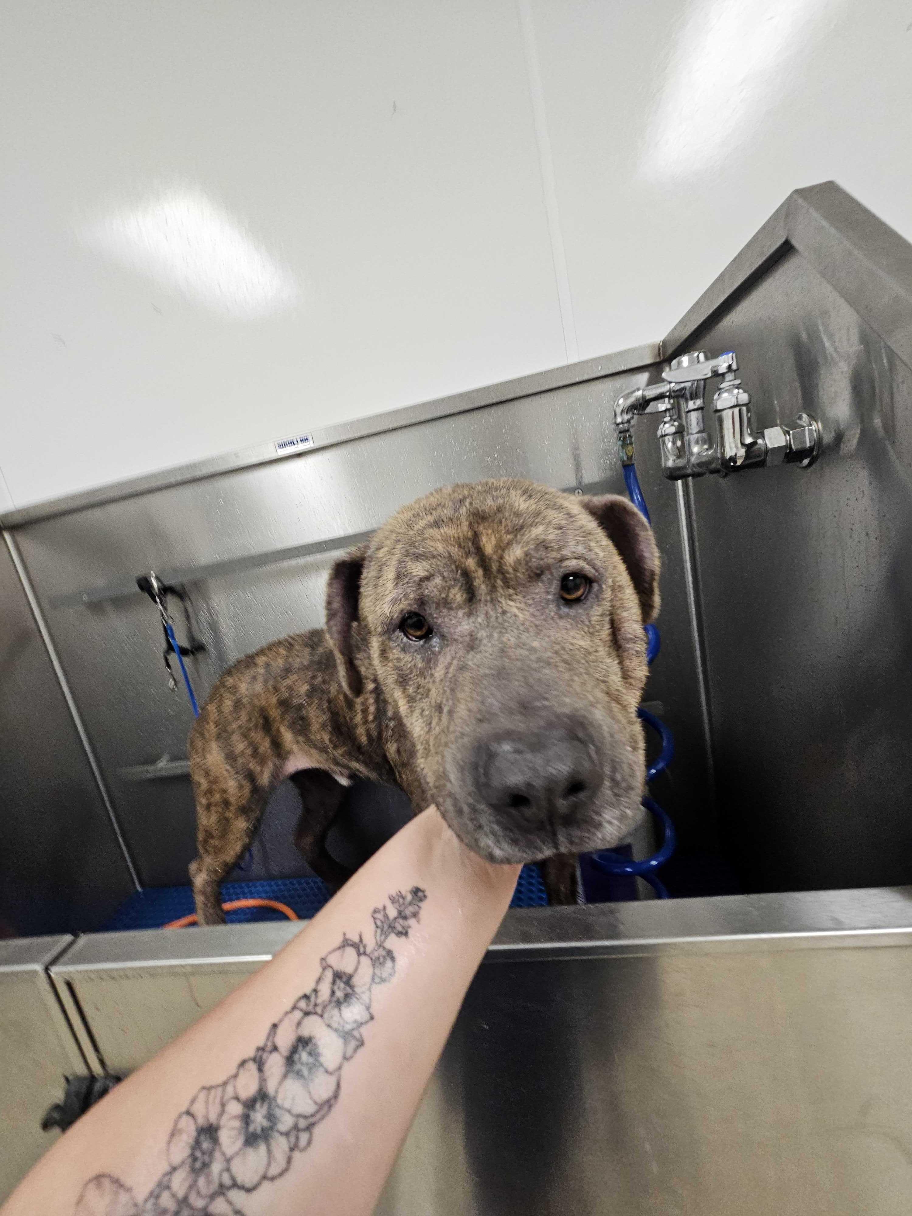 Enlarge Hugo, a ADOPTABLE mixed breed in Dubuque, IA image 4/4