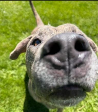 Enlarge Hugo, a ADOPTABLE mixed breed in Dubuque, IA image 3/4
