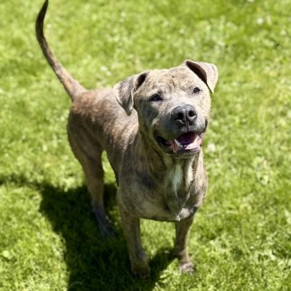 Enlarge Hugo, a ADOPTABLE mixed breed in Dubuque, IA image 2/4