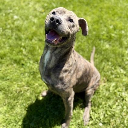 Enlarge Hugo, a ADOPTABLE mixed breed in Dubuque, IA image 1/4
