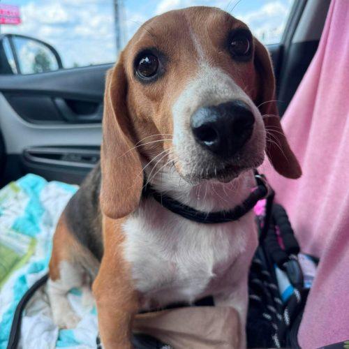 Babe, a Adoptable Beagle in Kent, WA image 1/5