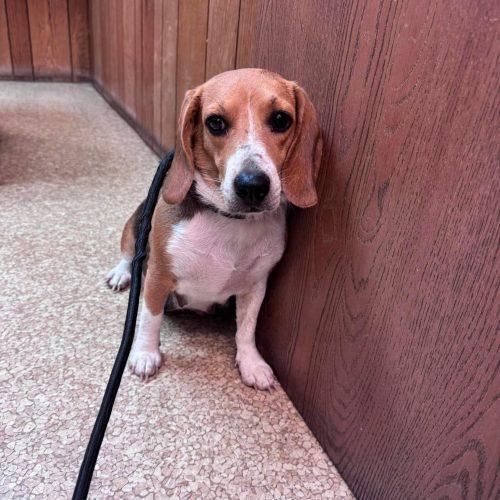 Babe, a Adoptable Beagle in Kent, WA image 2/5