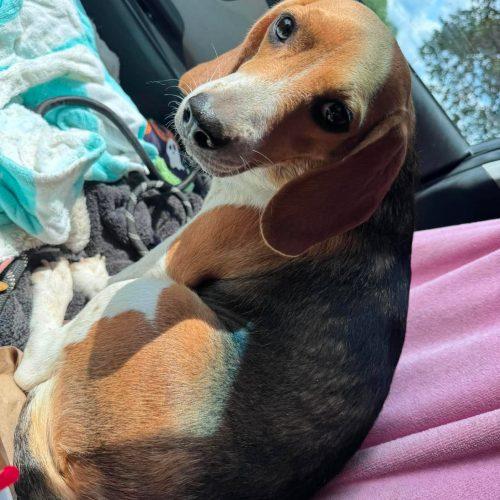 Babe, a Adoptable Beagle in Kent, WA image 3/5