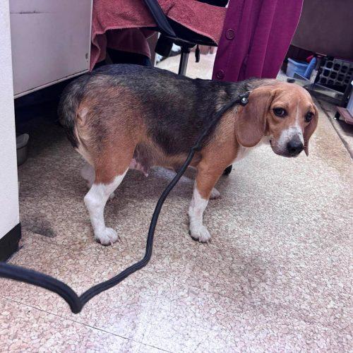 Babe, a Adoptable Beagle in Kent, WA image 4/5
