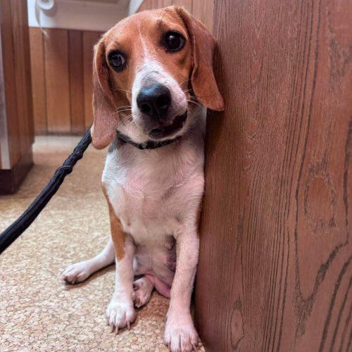 Babe, a Adoptable Beagle in Kent, WA image 5/5