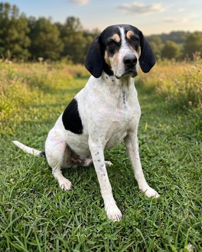 Enlarge Lieutenant Dan, a Adoptable Hound in Wabash, IN image 1/1