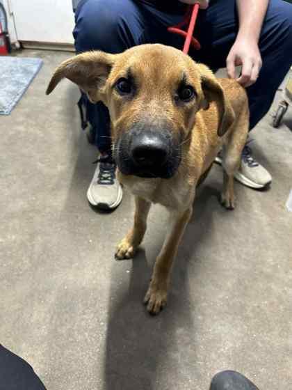 Mochi, Adoptable, Young Male Black Mouth Cur & Mixed Breed.