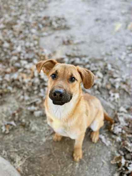 Mochi, a Adoptable mixed breed image 2/3