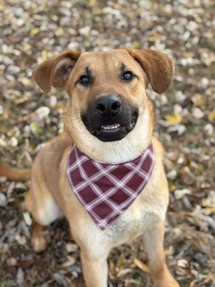 Mochi, a Adoptable mixed breed image 3/3