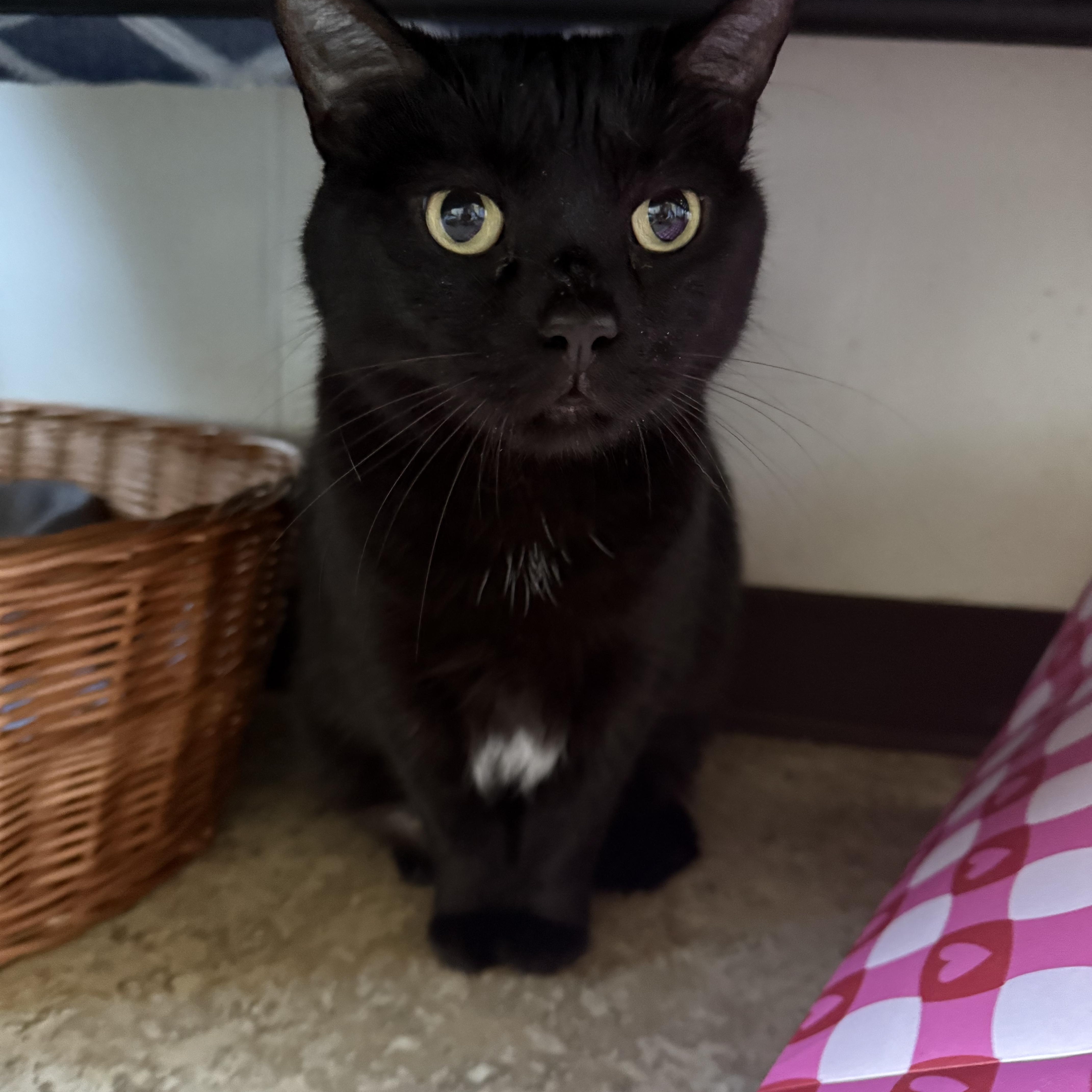 Enlarge Tootsie , a ADOPTABLE Domestic Short Hair in Hendersonville, TN image 1/1