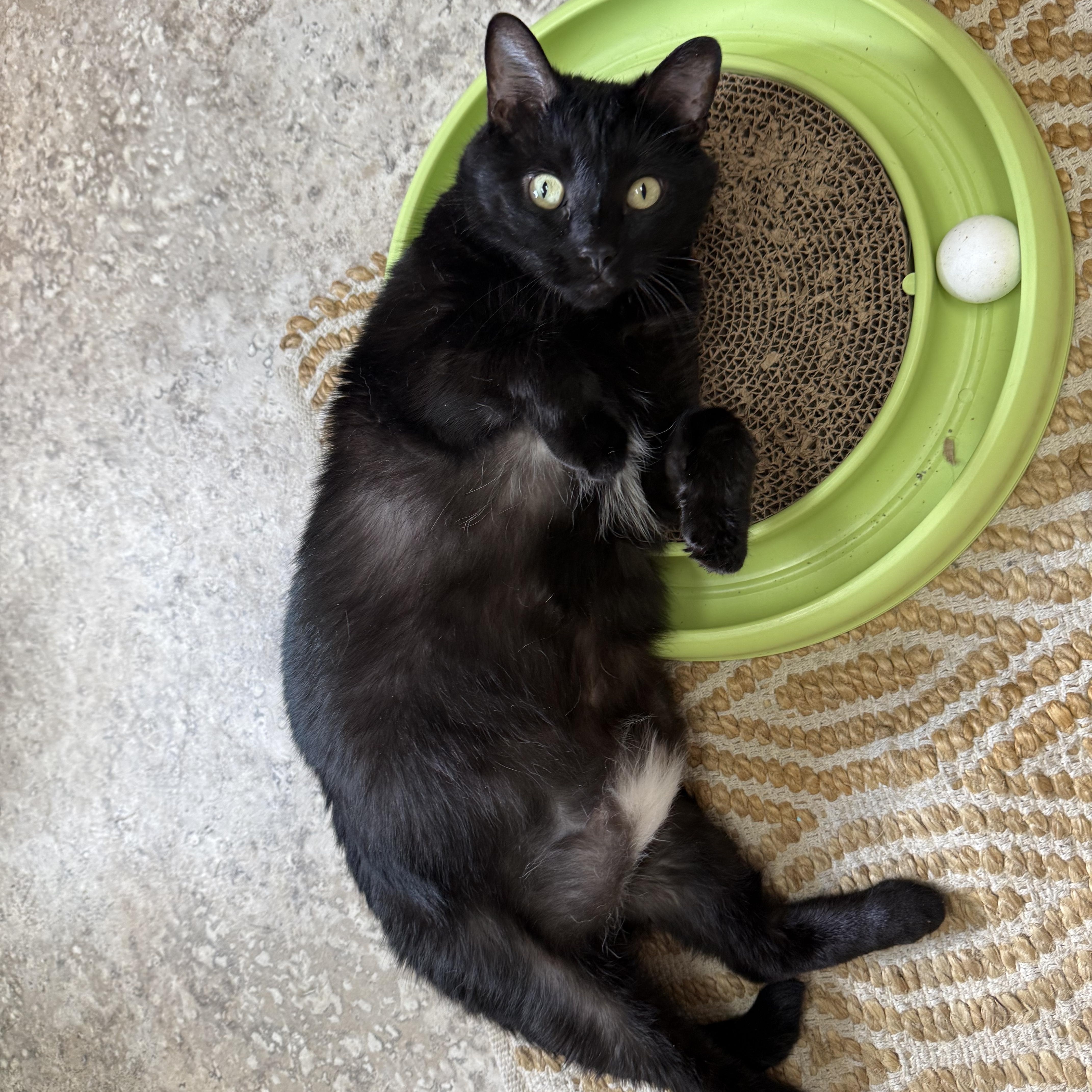 Enlarge Tootsie , a ADOPTABLE Domestic Short Hair in Hendersonville, TN image 1/1