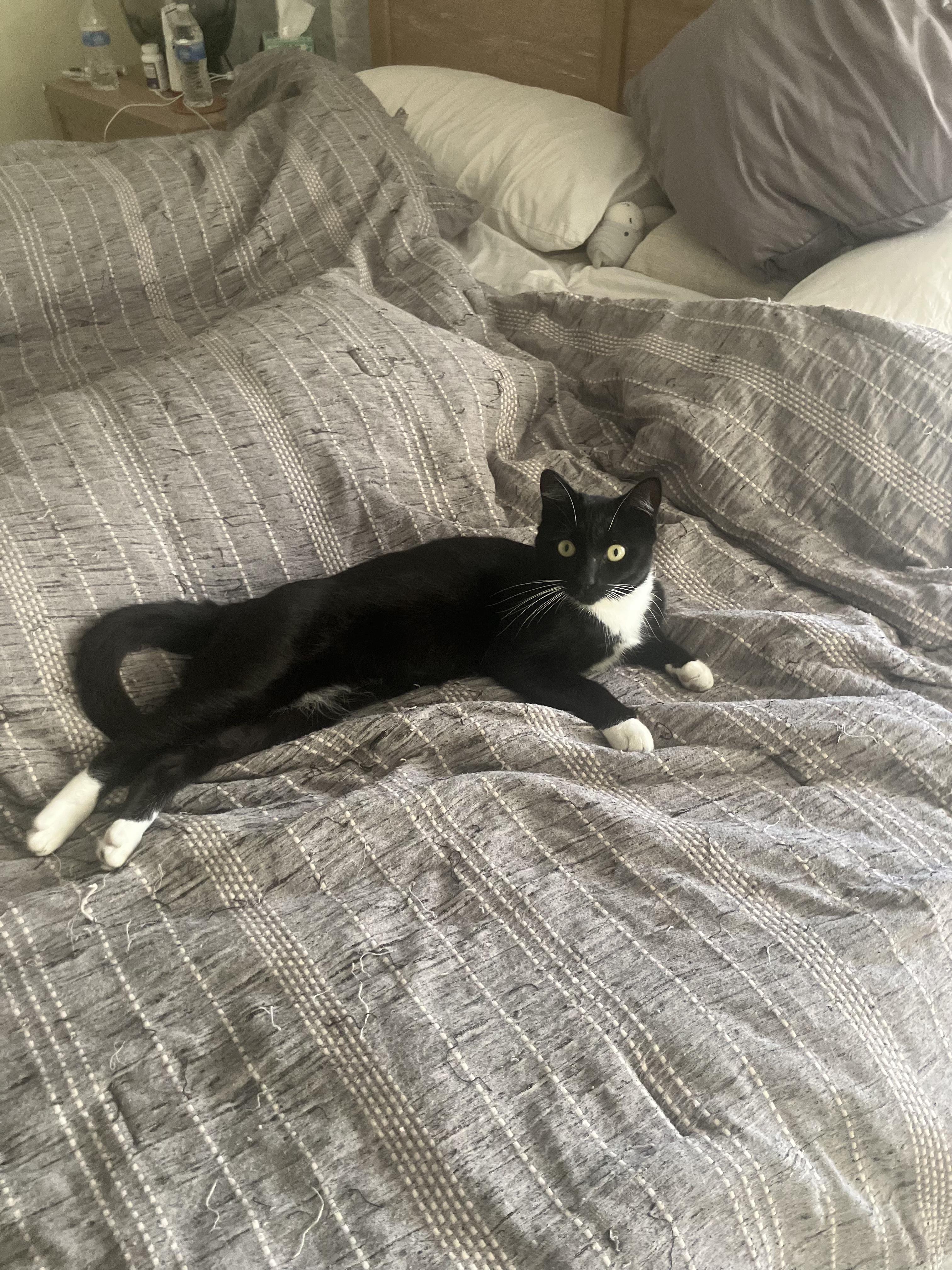 Enlarge Billy, a ADOPTABLE Domestic Short Hair in Boston, MA image 2/4