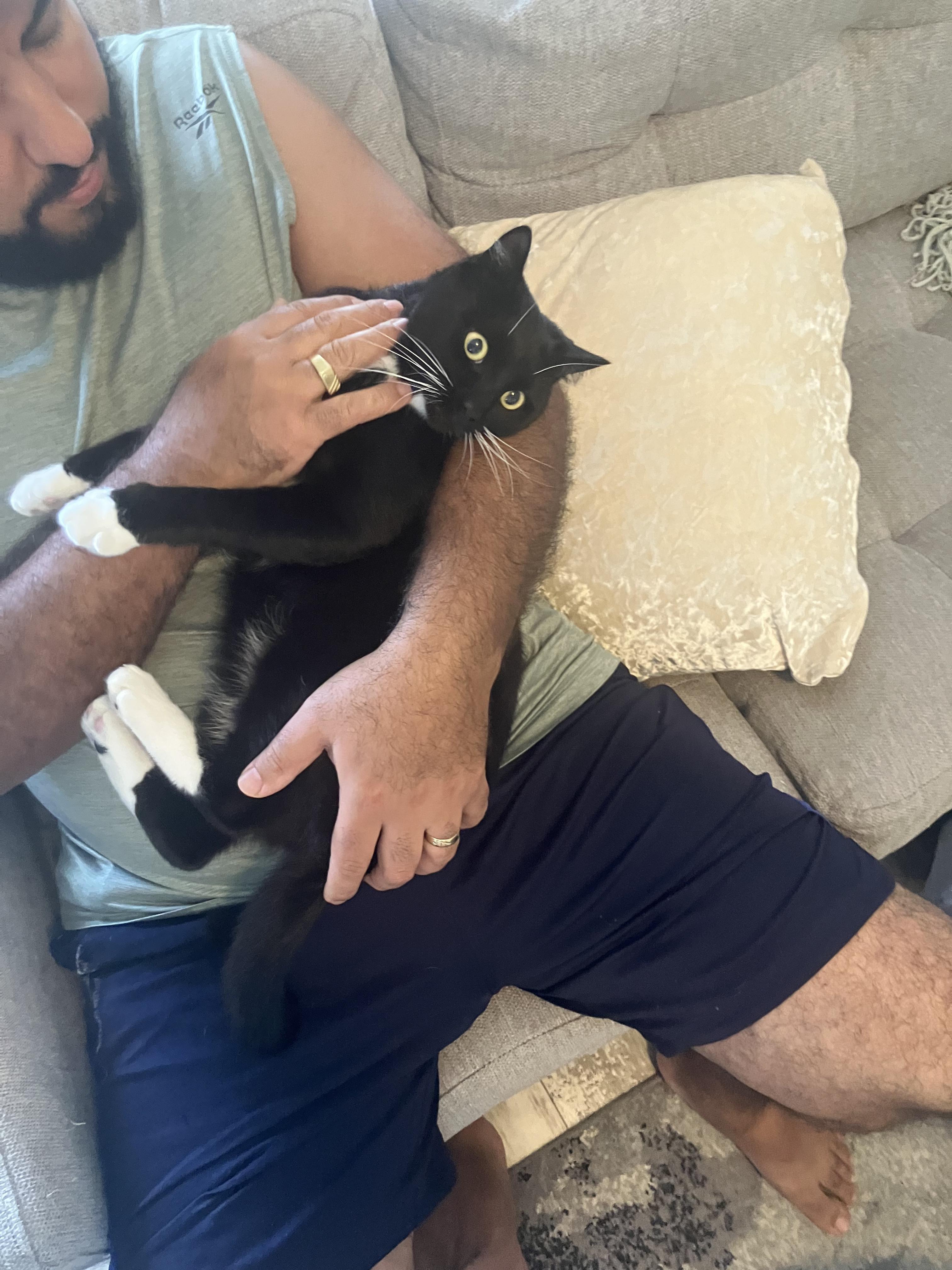 Enlarge Billy, a ADOPTABLE Domestic Short Hair in Boston, MA image 3/4