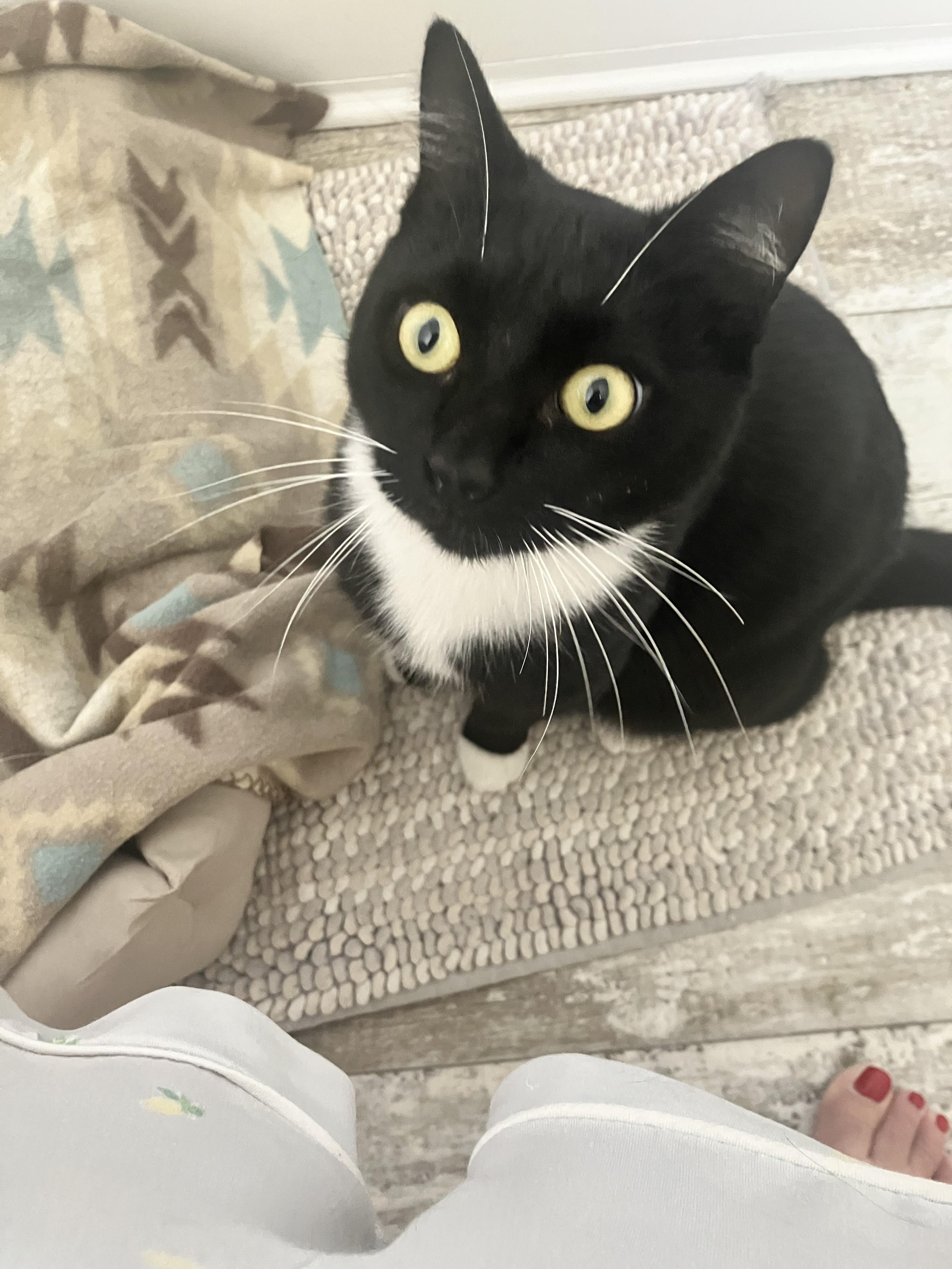 Enlarge Billy, a ADOPTABLE Domestic Short Hair in Boston, MA image 4/4