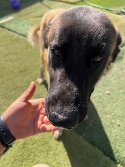 Enlarge Arthur, a ADOPTABLE mixed breed in Agua Dulce, CA image 3/5