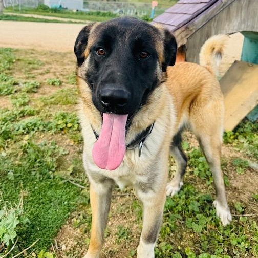 Arthur, ADOPTABLE, Young Male Anatolian Shepherd.