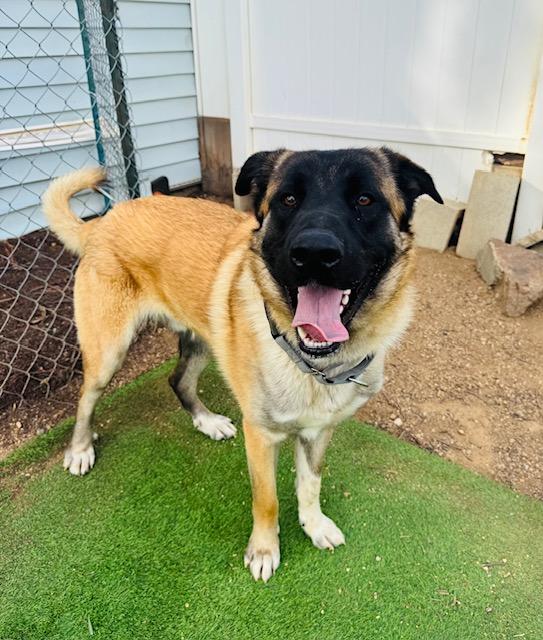 Enlarge Arthur, a ADOPTABLE mixed breed in Agua Dulce, CA image 2/5