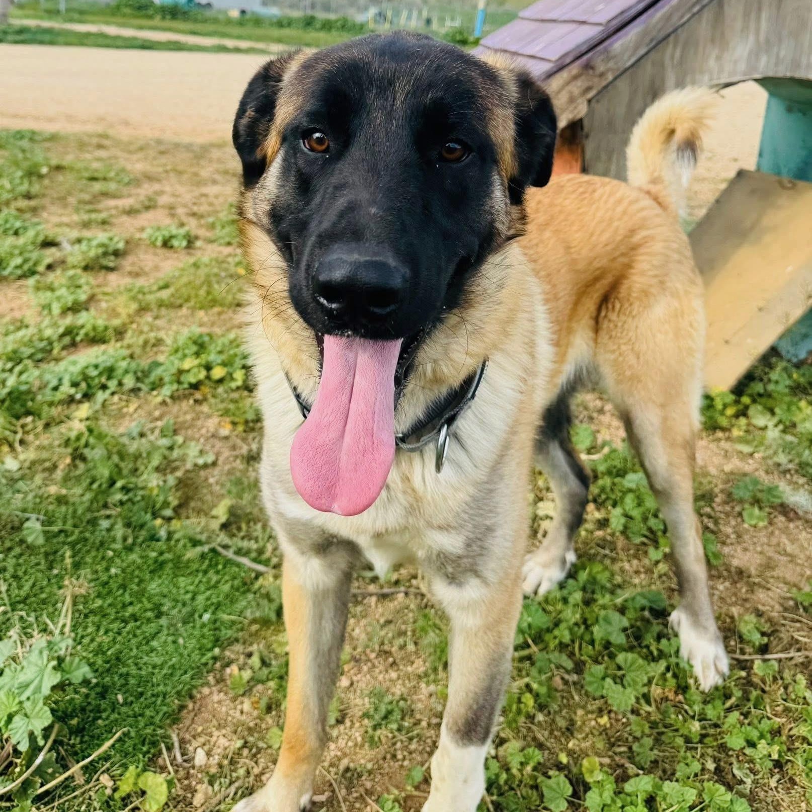 Arthur, a ADOPTABLE mixed breed in Agua Dulce, CA image 1/6