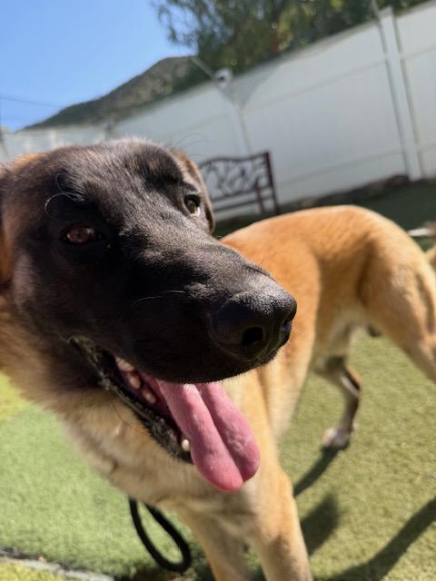 Enlarge Arthur, a ADOPTABLE mixed breed in Agua Dulce, CA image 5/5