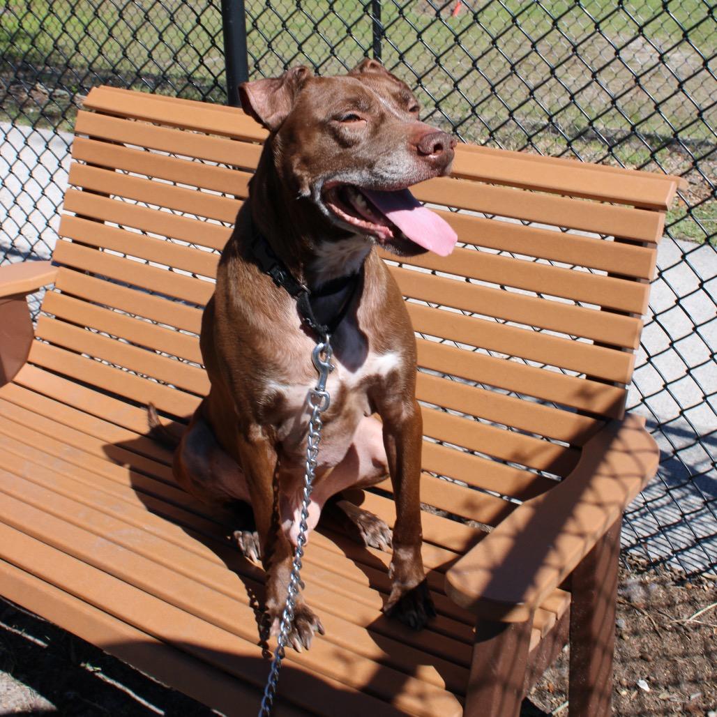 Enlarge Finn, a Adoptable Mixed Breed in Jacksonville, FL image 1/6