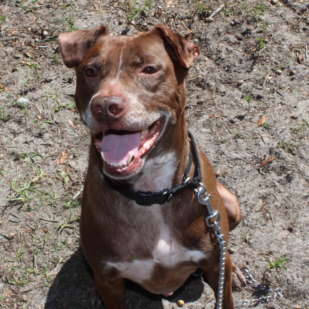 Enlarge Finn, a Adoptable Mixed Breed in Jacksonville, FL image 2/6