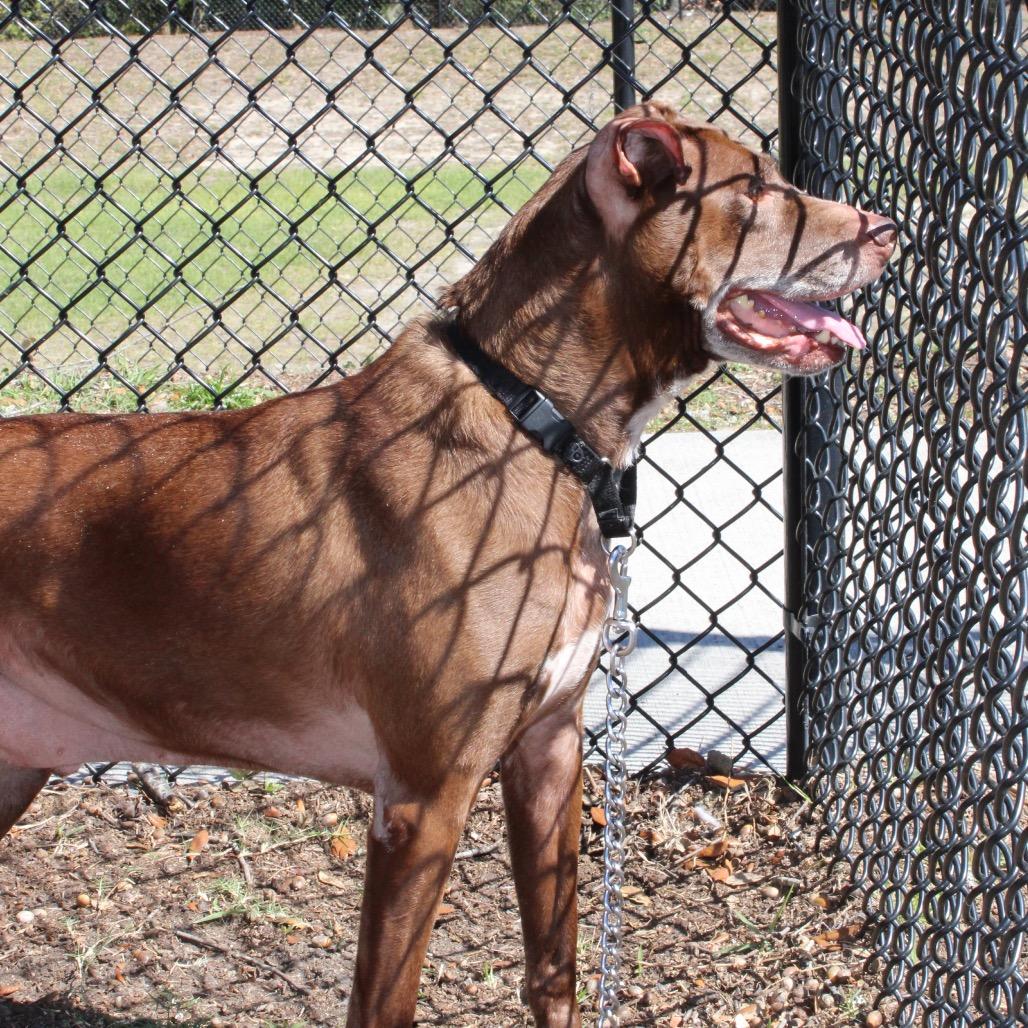 Enlarge Finn, a Adoptable Mixed Breed in Jacksonville, FL image 3/6