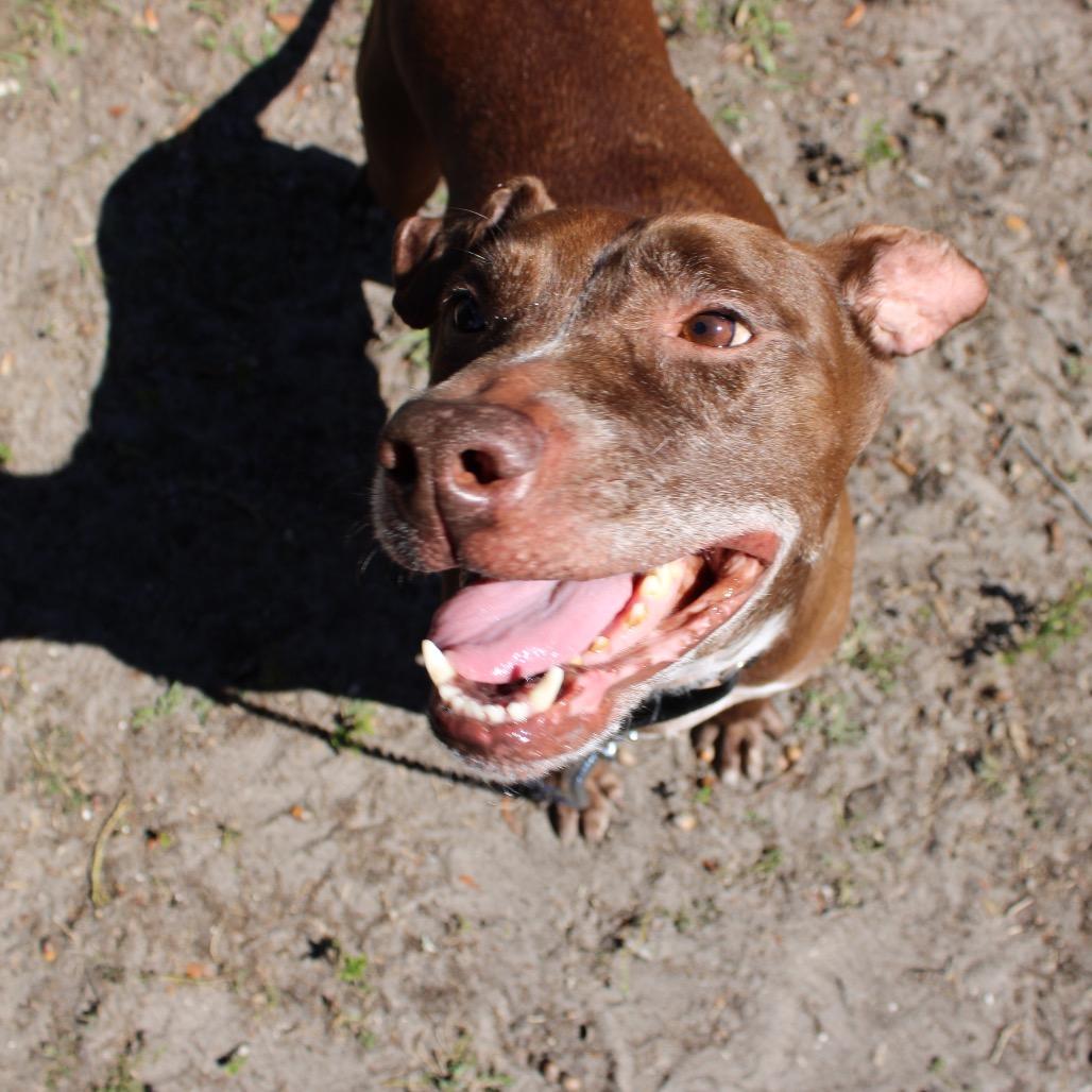 Enlarge Finn, a Adoptable Mixed Breed in Jacksonville, FL image 4/6