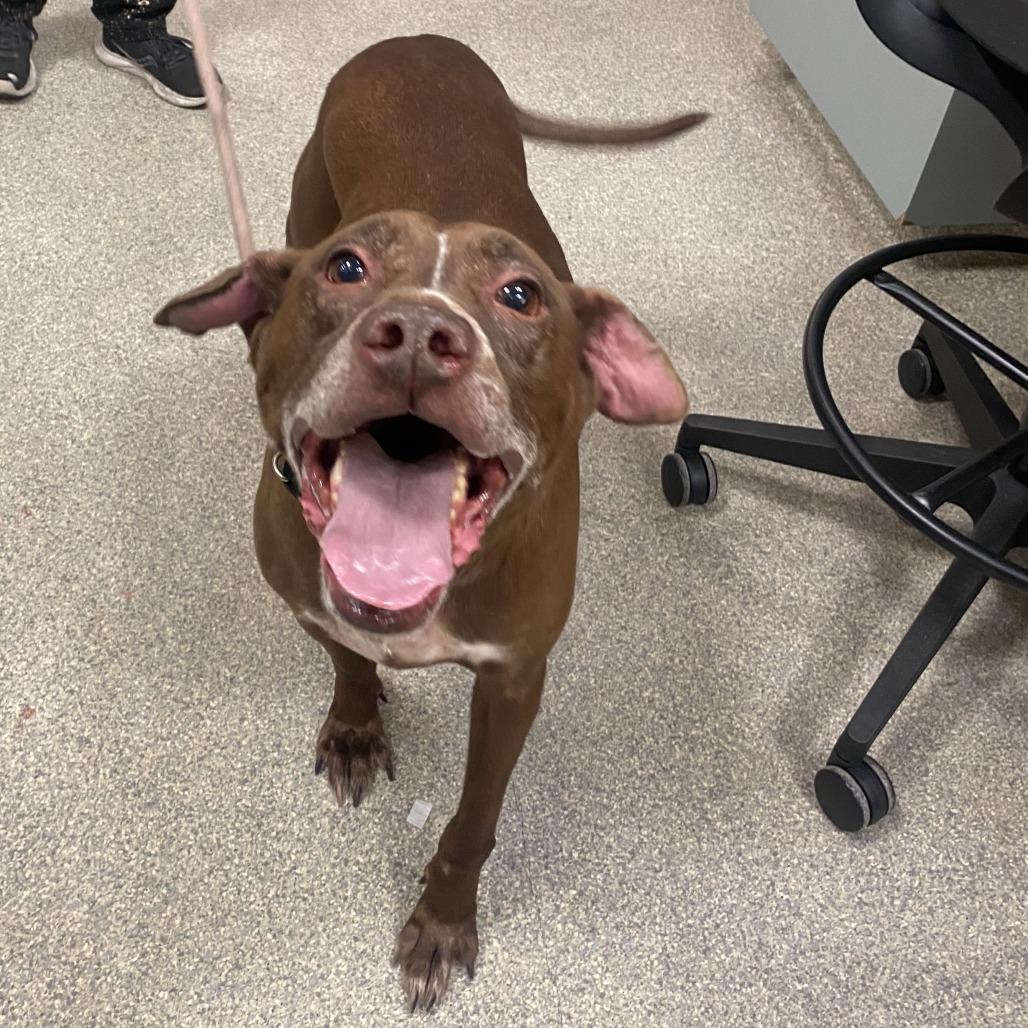 Enlarge Finn, a Adoptable Mixed Breed in Jacksonville, FL image 6/6