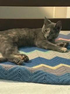 Sadie, a ADOPTABLE Domestic Short Hair in Gladstone, OR image 3/5
