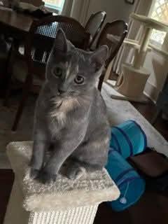 Sadie, ADOPTABLE, Kitten Female Domestic Short Hair.