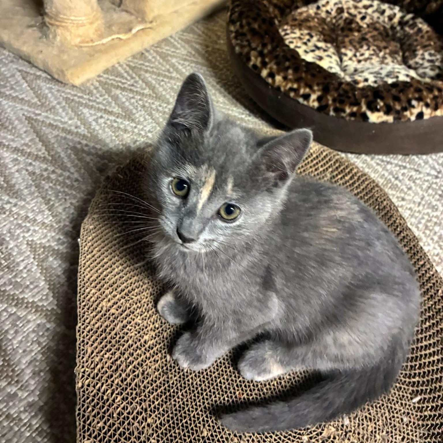 Sadie, a ADOPTABLE Domestic Short Hair in Gladstone, OR image 2/5
