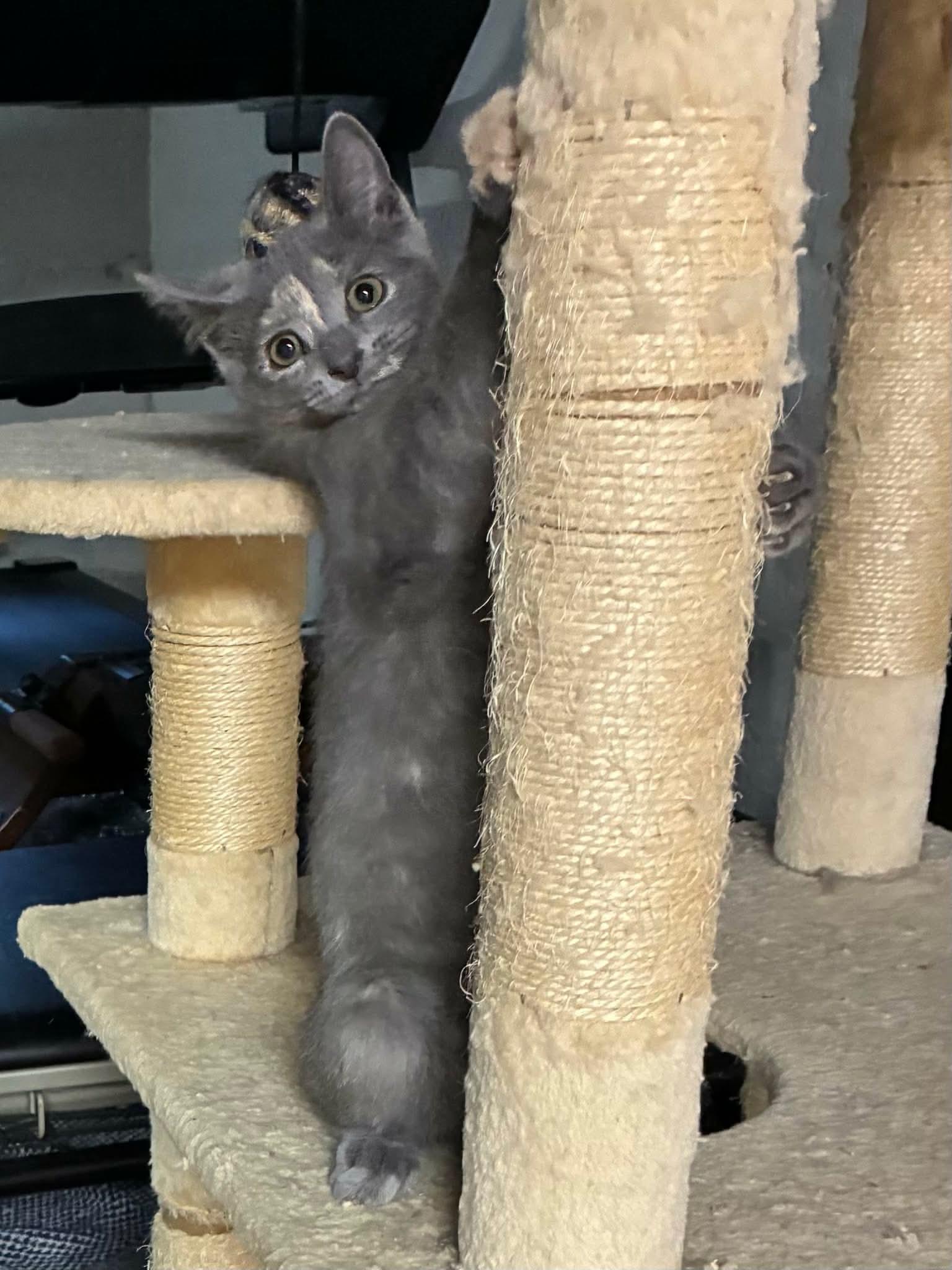 Sadie, a ADOPTABLE Domestic Short Hair in Gladstone, OR image 5/5