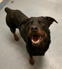 Enlarge Lillith, a ADOPTABLE Rottweiler in Suffolk, VA image 1/2