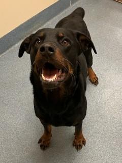 Enlarge Lillith, a ADOPTABLE Rottweiler in Suffolk, VA image 2/2