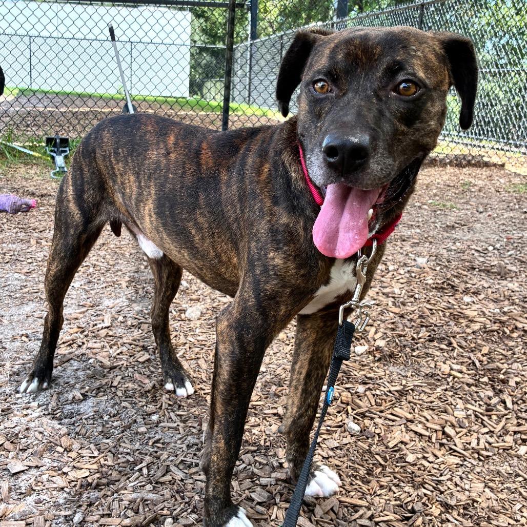 Enlarge Doug, a Adoptable Mixed Breed in Jacksonville, FL image 1/2