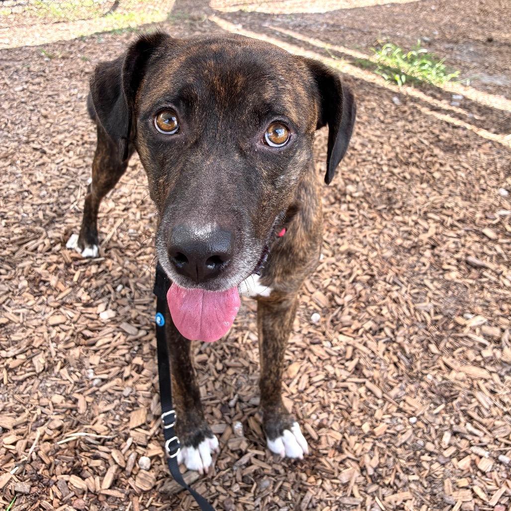 Enlarge Doug, a Adoptable Mixed Breed in Jacksonville, FL image 2/2