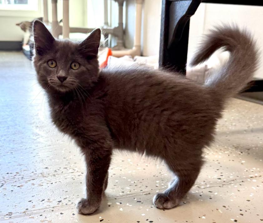 Enlarge Volt, a Adoptable Domestic Medium Hair in Hornell, NY image 1/1