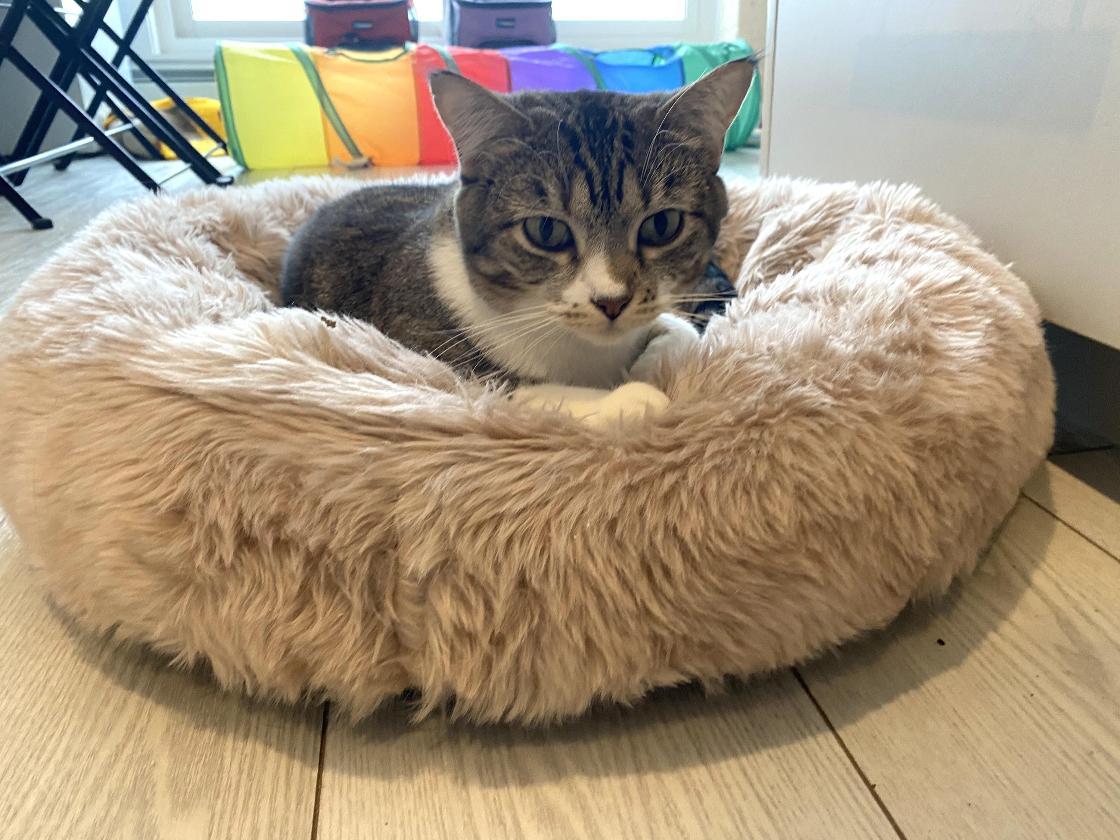 Enlarge Rose, a ADOPTABLE Domestic Short Hair in Calgary, AB image 3/6