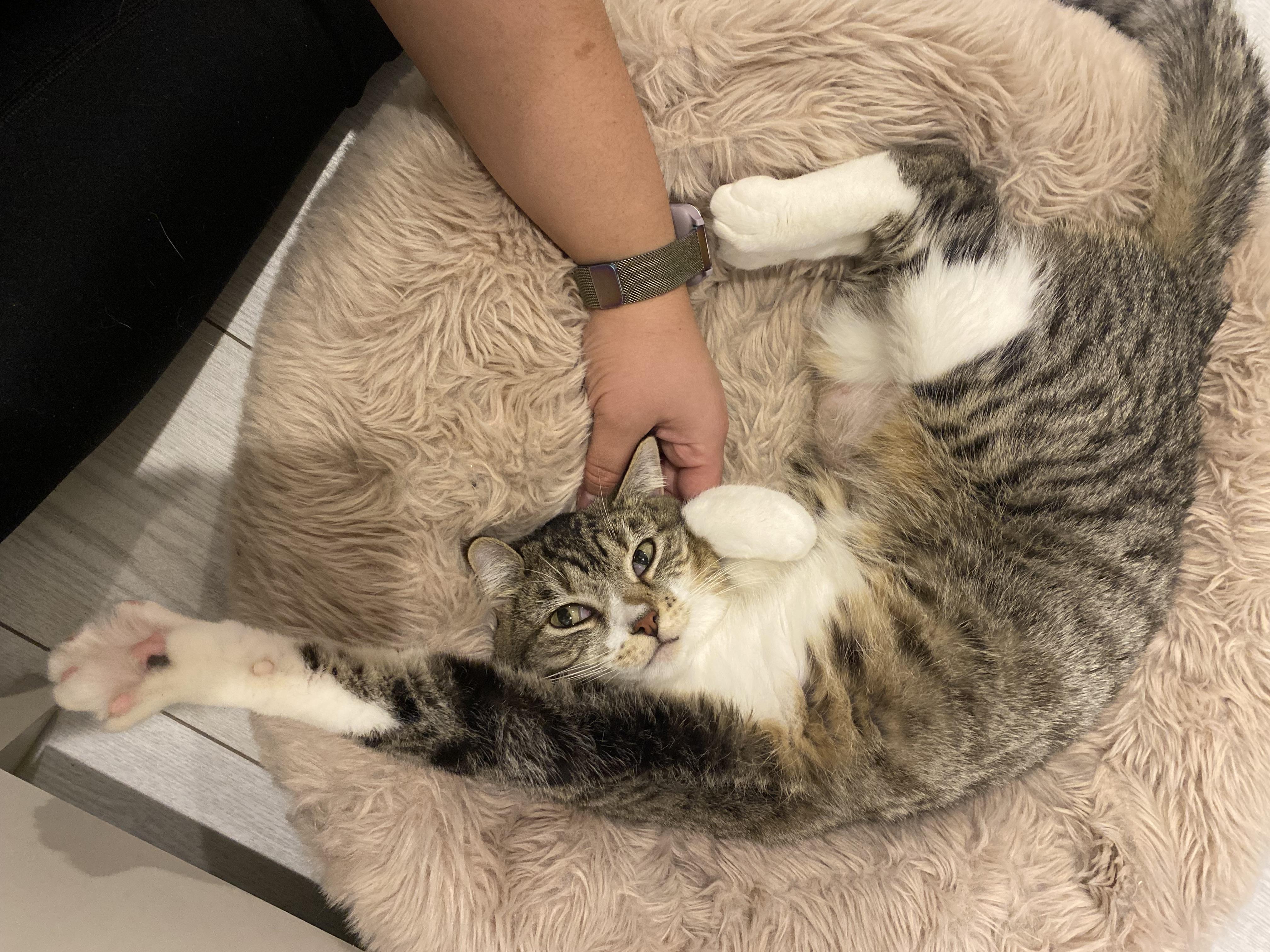 Enlarge Rose, a ADOPTABLE Domestic Short Hair in Calgary, AB image 4/6