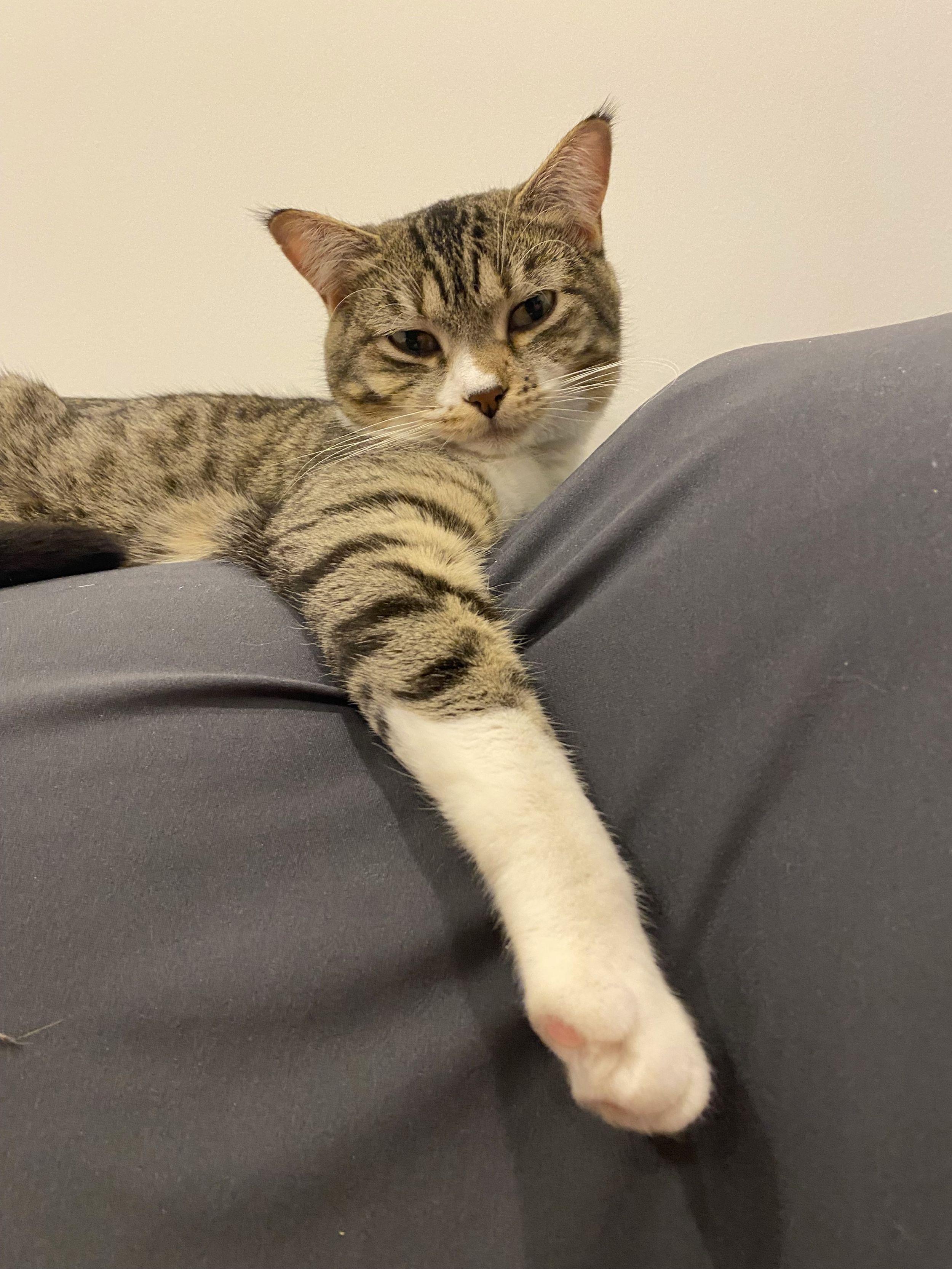 Enlarge Rose, a ADOPTABLE Domestic Short Hair in Calgary, AB image 1/6