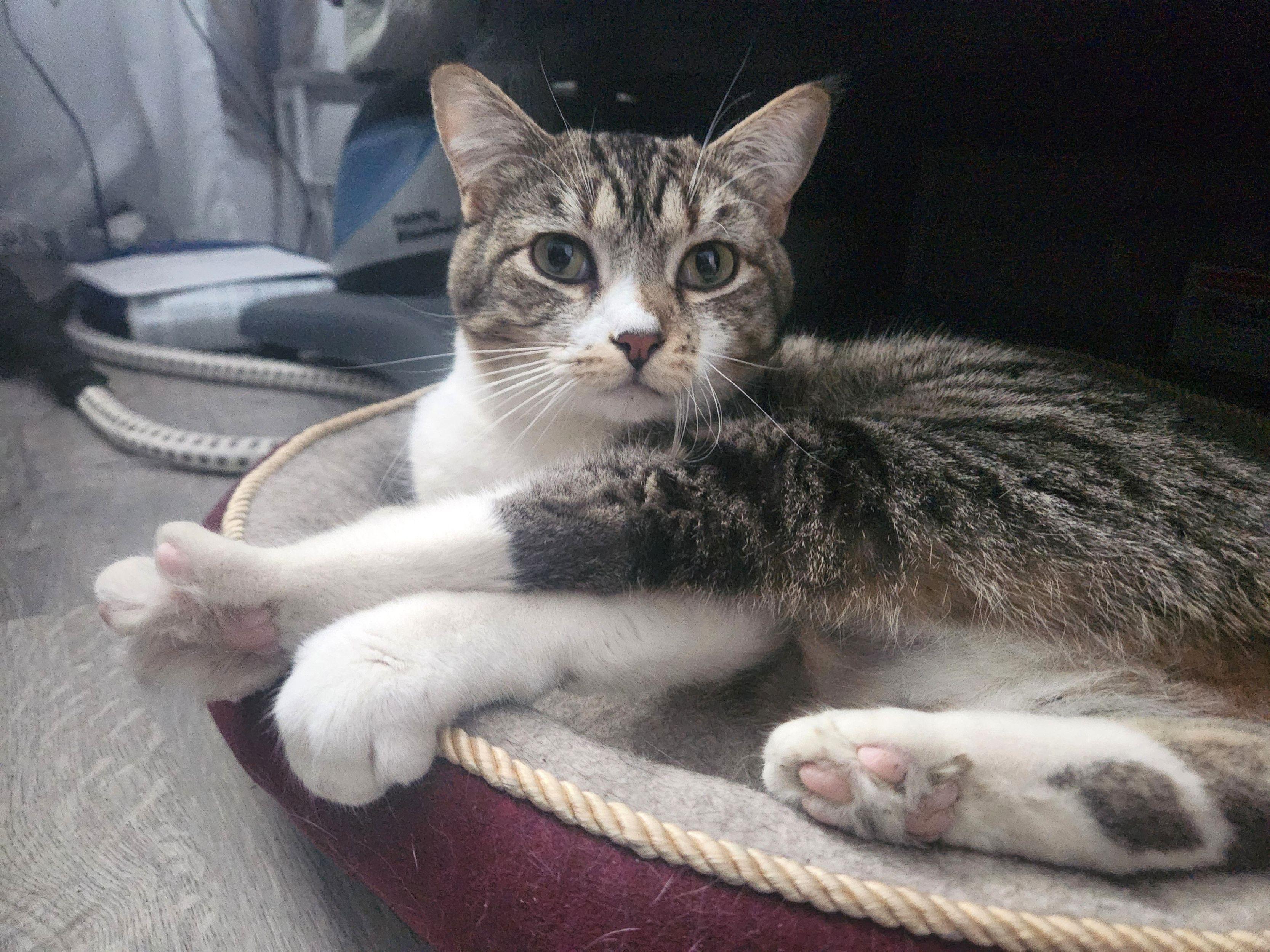 Enlarge Rose, a ADOPTABLE Domestic Short Hair in Calgary, AB image 2/6