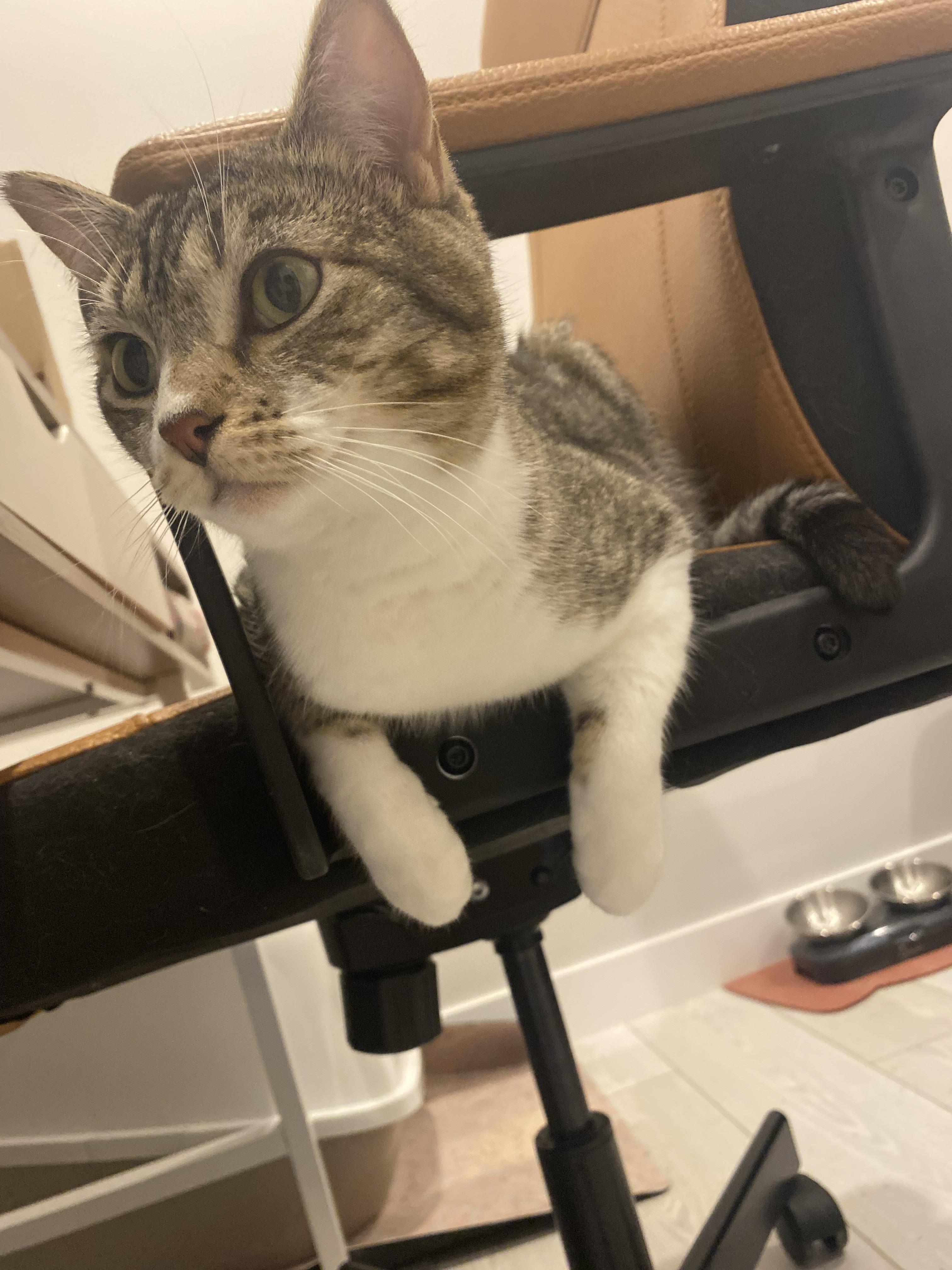 Enlarge Rose, a ADOPTABLE Domestic Short Hair in Calgary, AB image 5/6