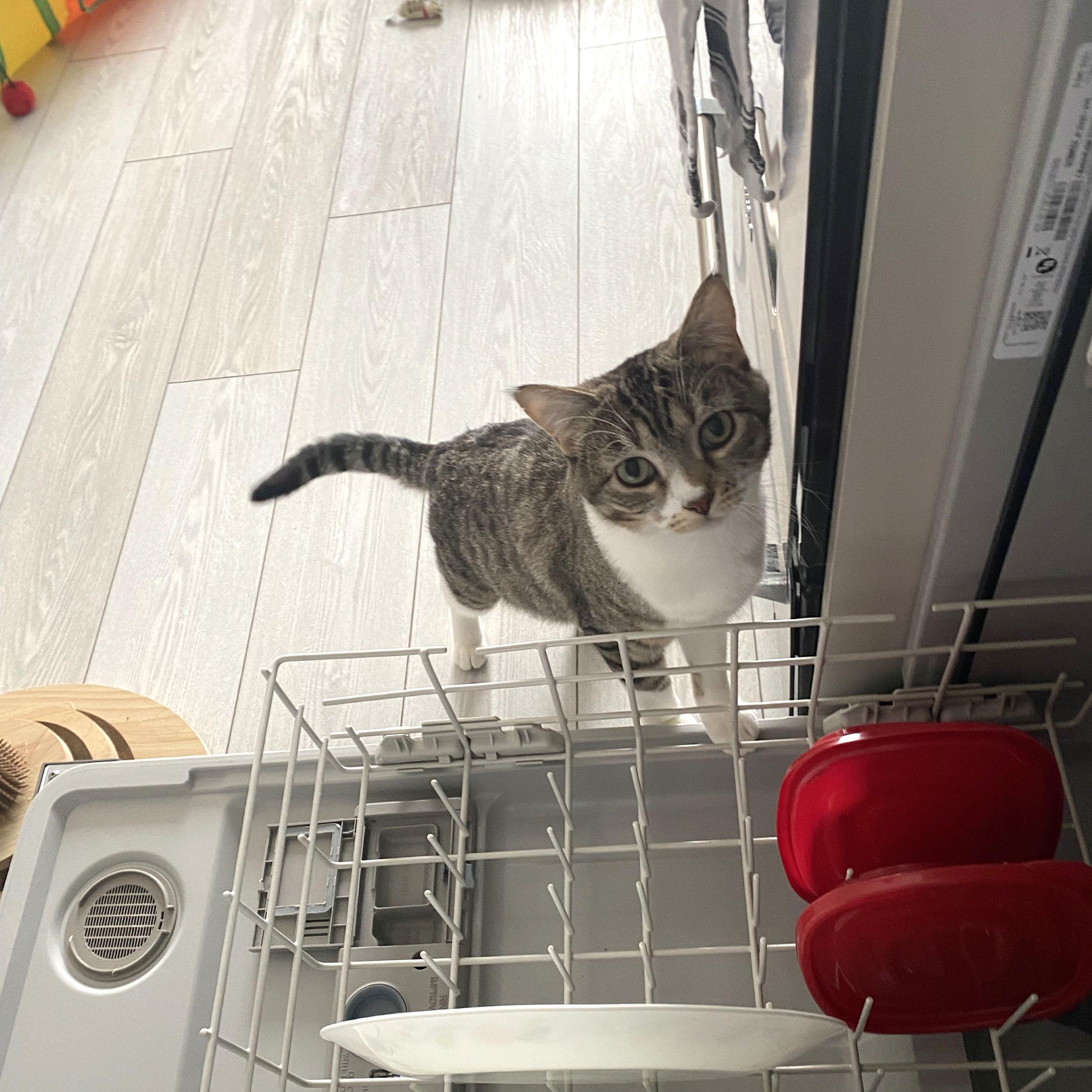 Enlarge Rose, a ADOPTABLE Domestic Short Hair in Calgary, AB image 6/6